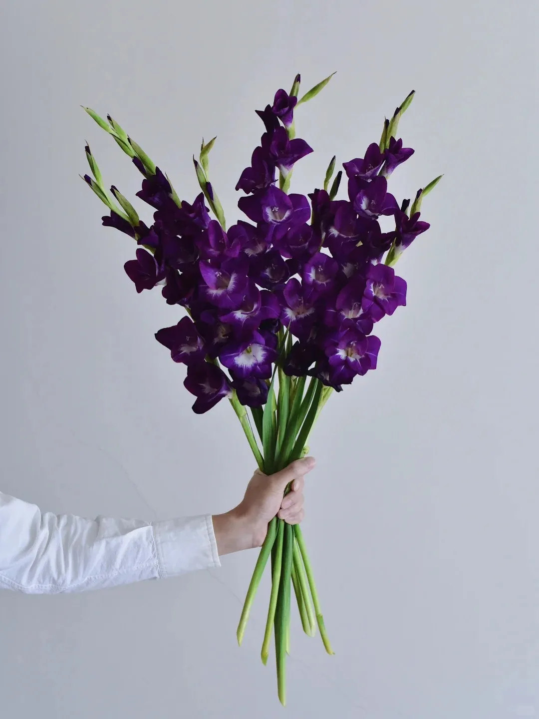 剑兰·Purple rain